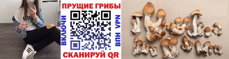 наркошоп  Орёл  Галлюциногенные грибы Psilocybe 